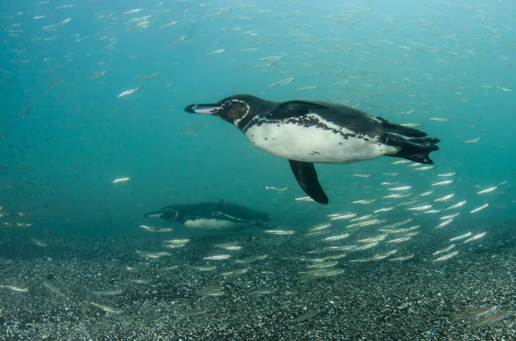 galapagos penguin