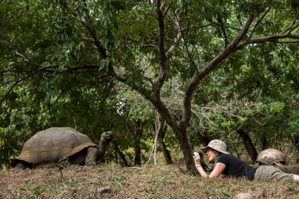 Photographer kneels low to capture a close-up of a massive Galapagos tortoise lumbering across cracked volcanic terrain.