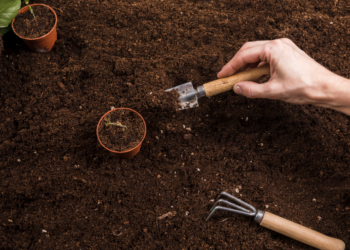 How to prepare the soil for planting