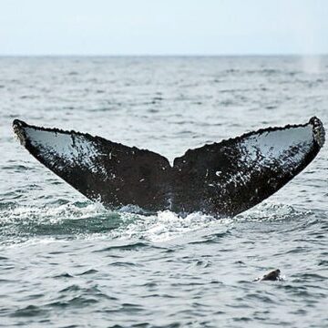 Adopt a Whale CRC-11815