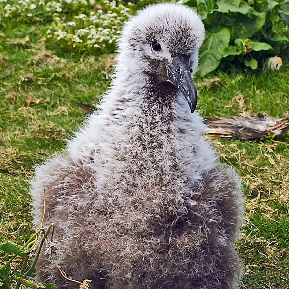 Adopt-an-albatross-BFAL-chick-min Black-footed Albatross Chick