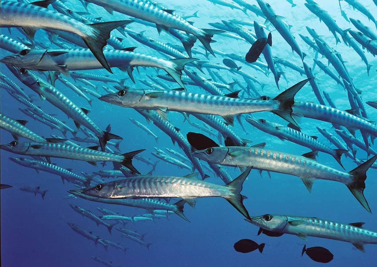 school of Barracudas swimming in Palau