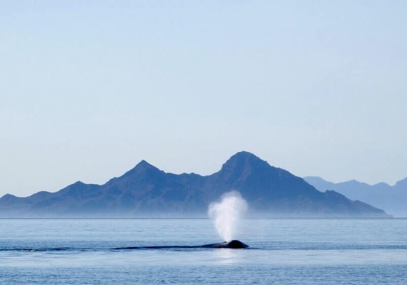 Blue whale in the Sea of Cortez