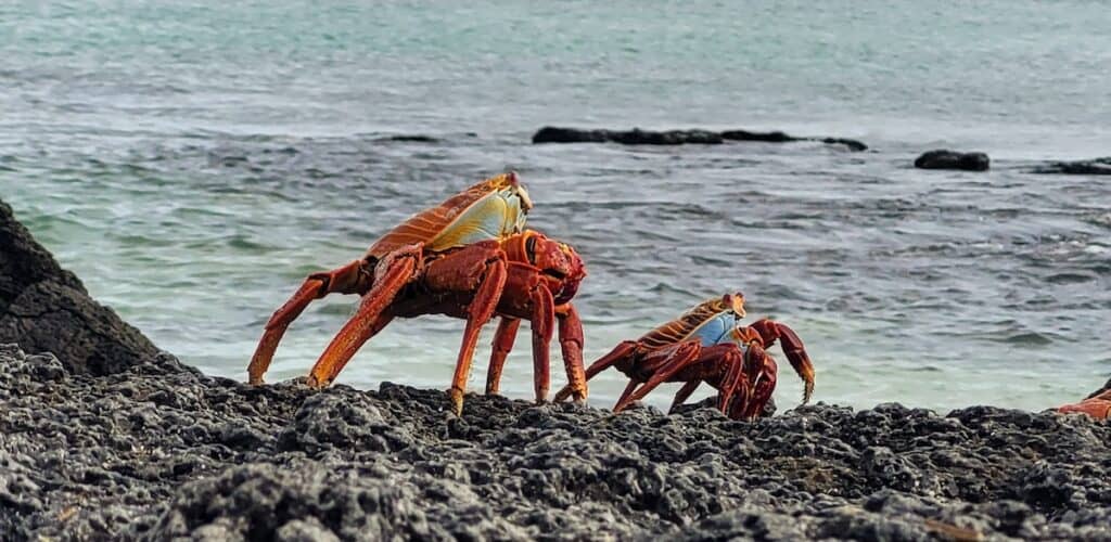 A bright red and orange sally lightfoot crab clings to the dark, jagged rocks along the shoreline in the Galápagos Islands
