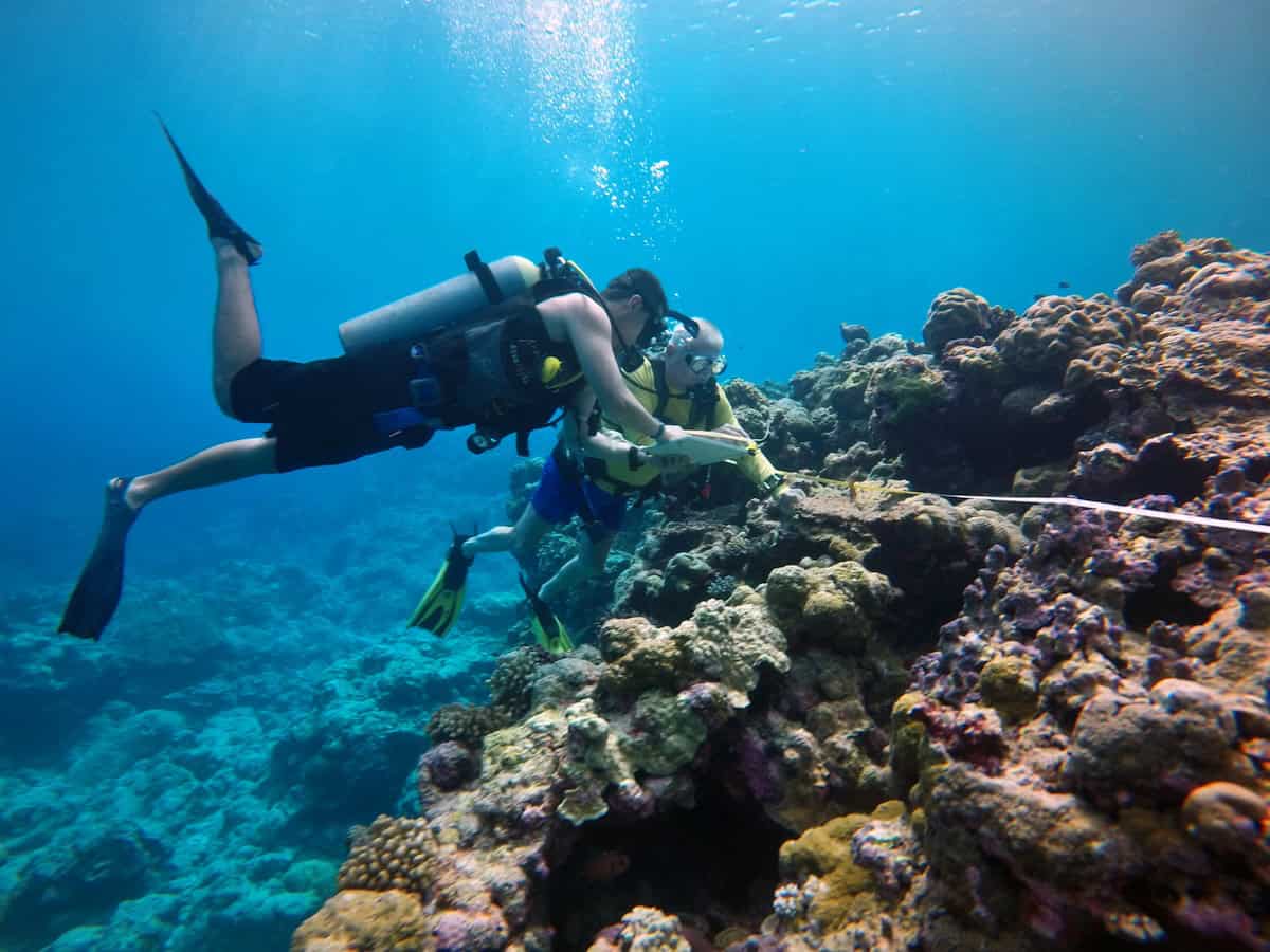 Divers survey coral reefs in Palau