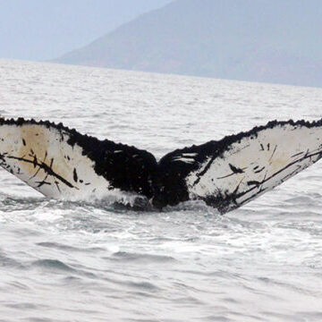 humpback whale fluke in front of mountains