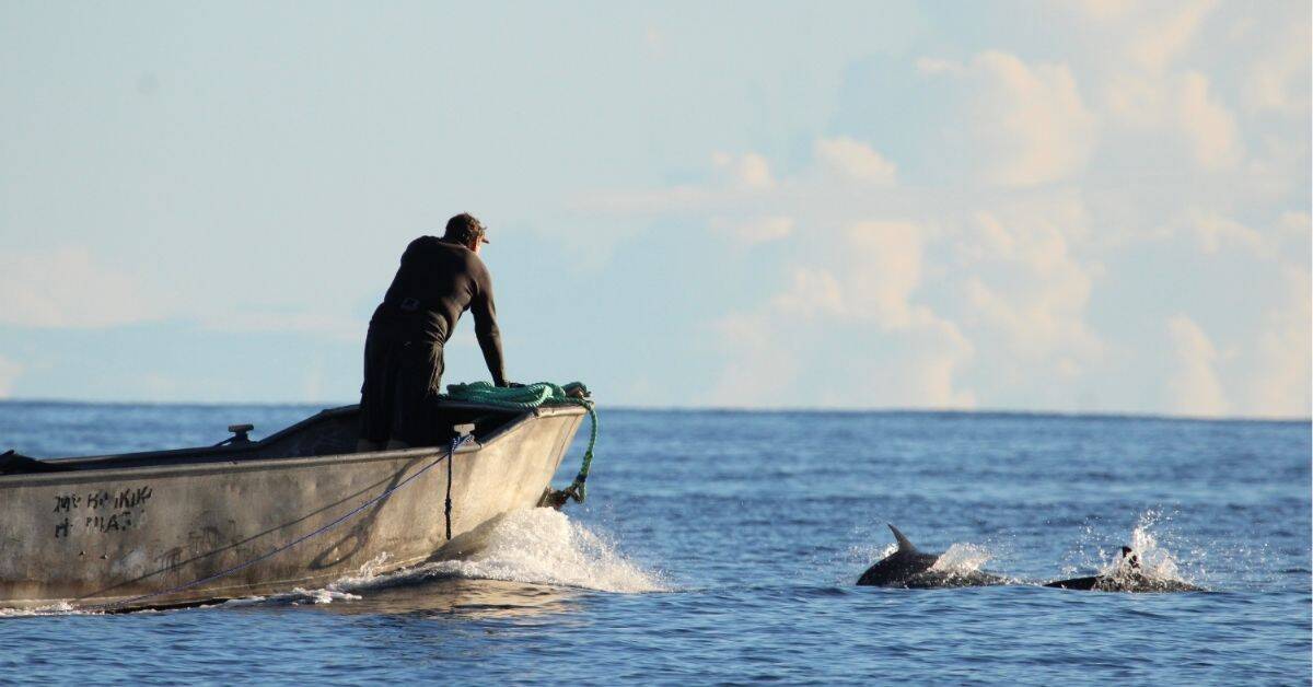 dolphins bow riding solomon island trip