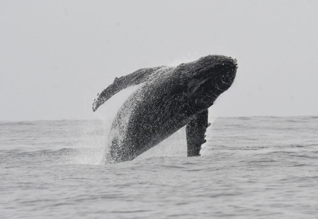 whale breaching in Farallons