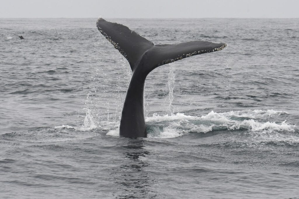 whale tail above water