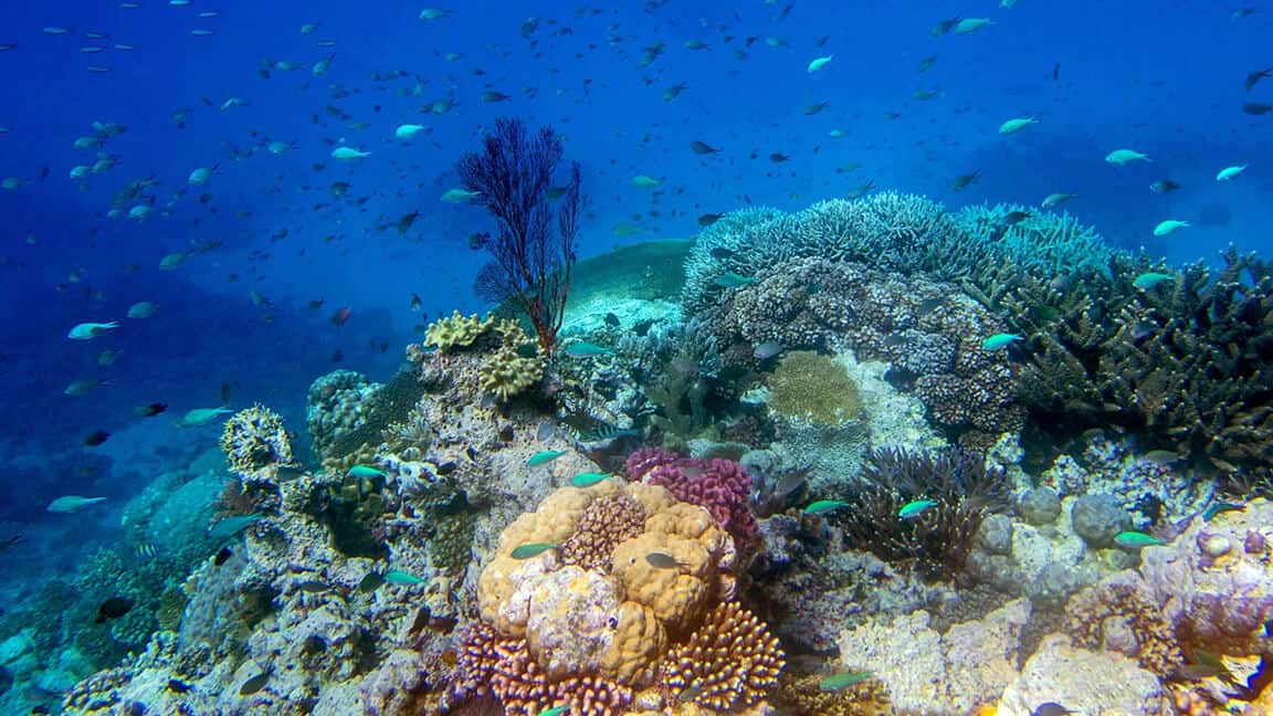 Fiji coral reef ©Roger Harris web A colorful reef scene in Fiji. © Roger Harris