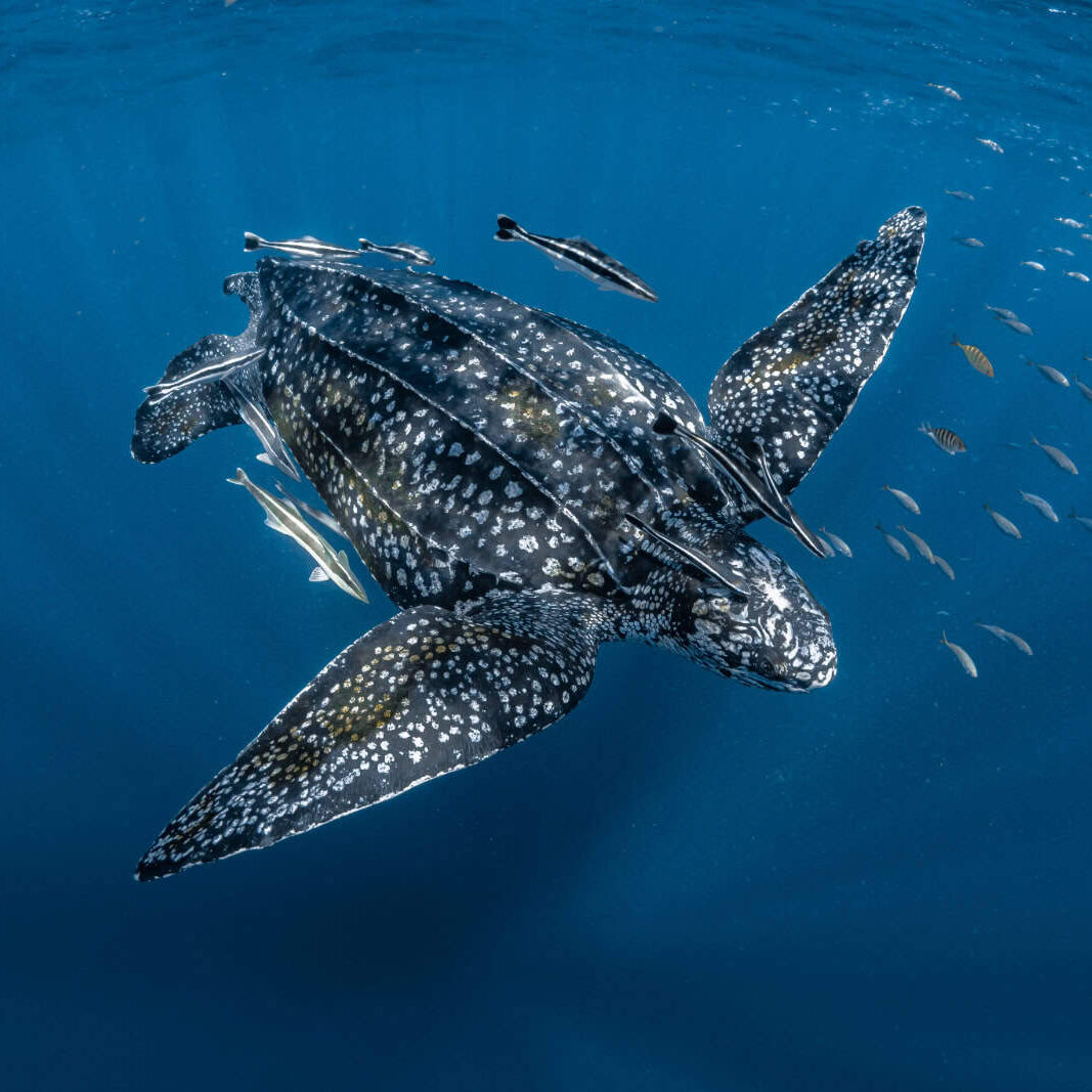 leatherback turtle swimming underwater