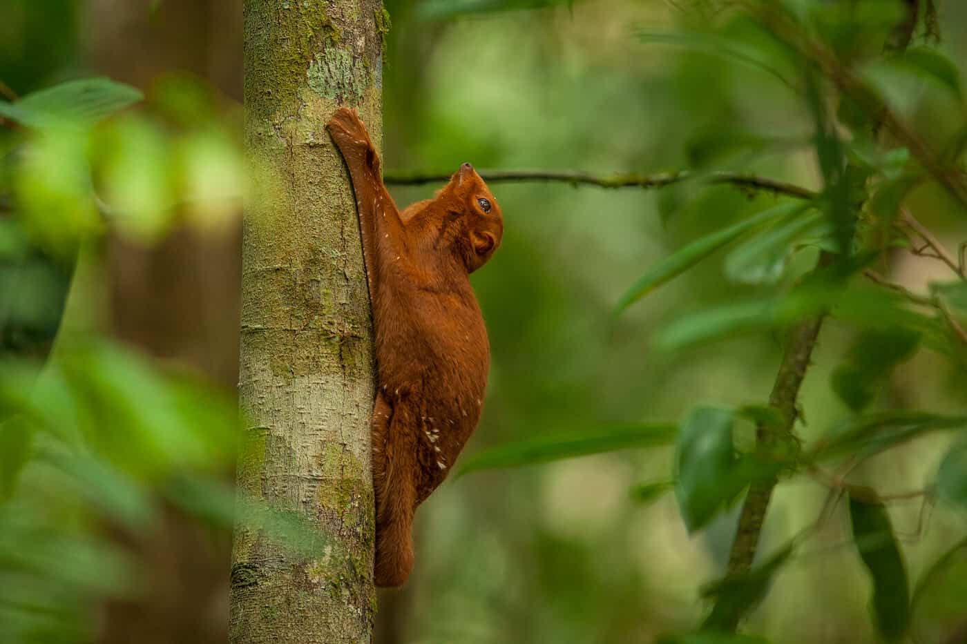 flying squirrel in Borneo
