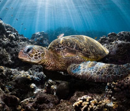 green sea turtle resting on coral reef