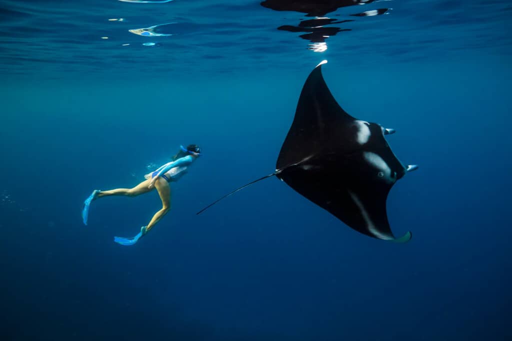 underwater photo of a snorkeler with a manta ray