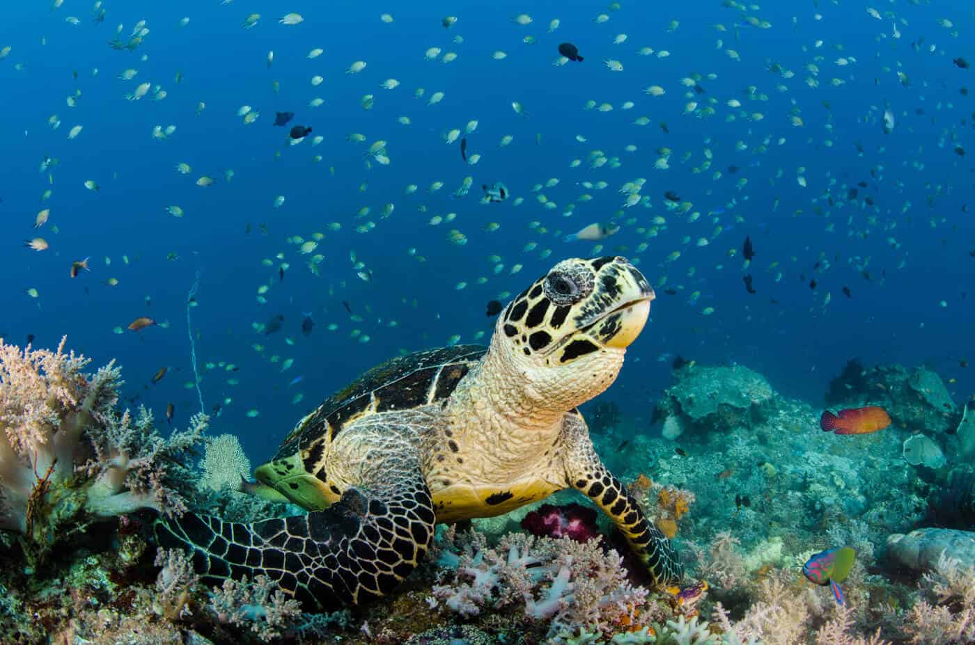 hawksbill-sea-turtle-indonesia Sea turtle in indonesia