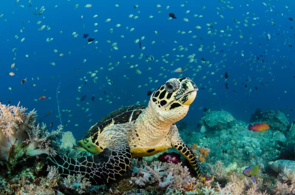 Hawksbill sea turtle gliding through a vibrant coral reef in clear tropical waters.