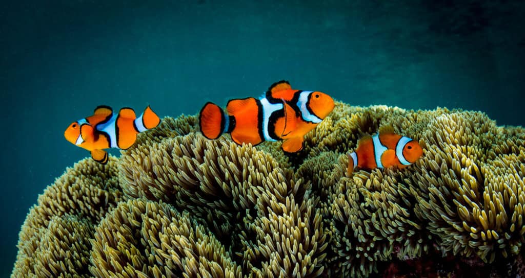 clownfish on coral reef