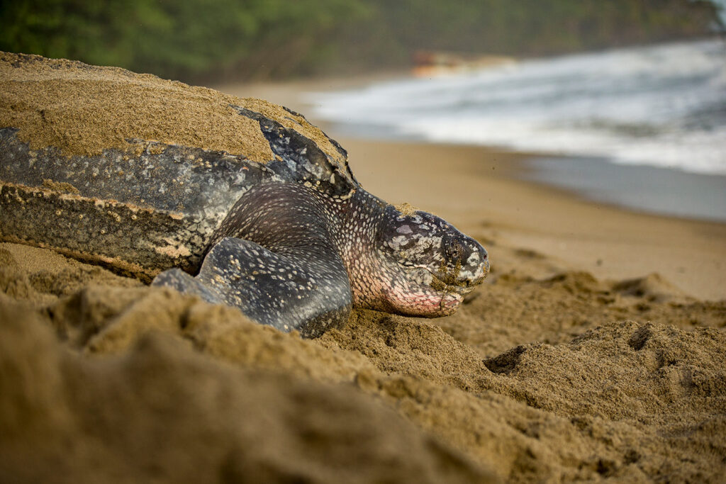 leatherback sea turtle on beach