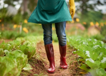 The Best Time to Plant Vegetables