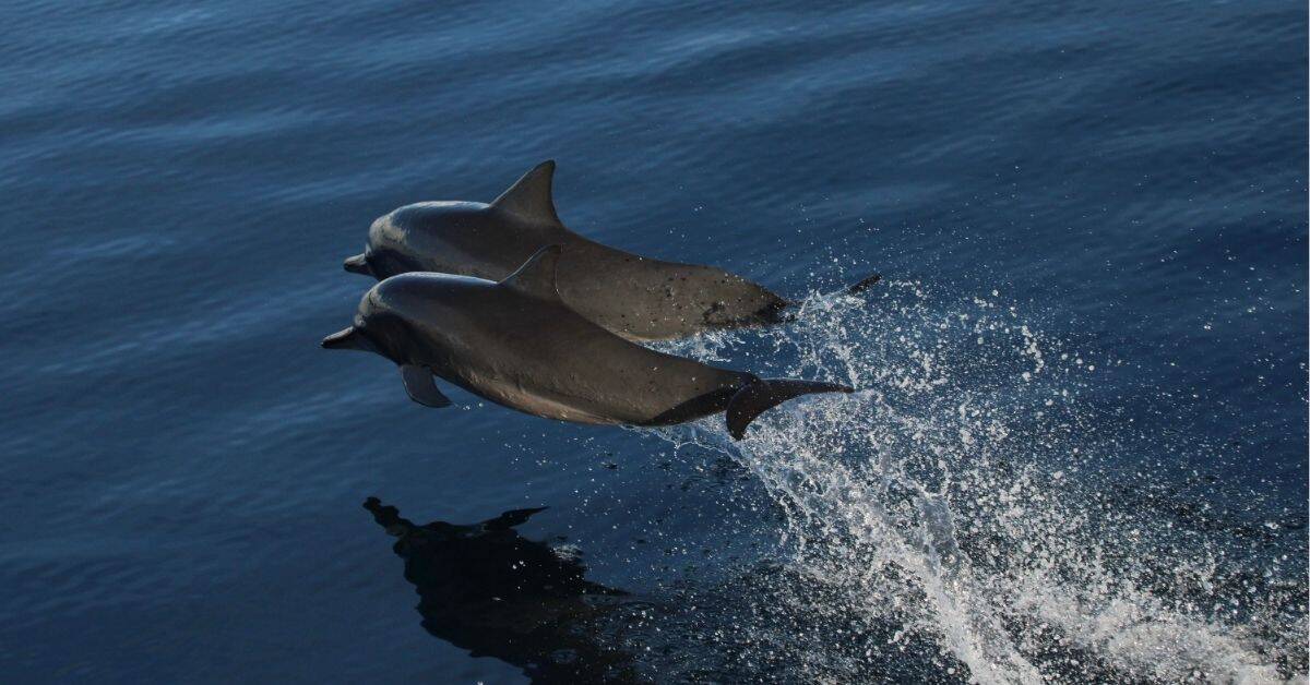 mother spinner dolphin and calf breach water
