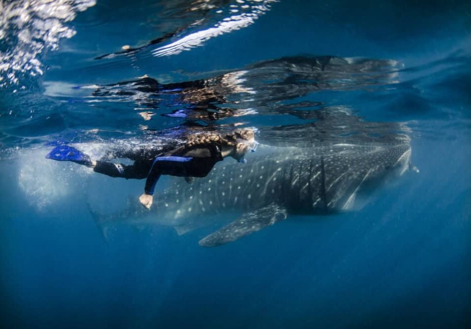OceanImageBank_AmandaCotton_56 a snorkeler swims alongside a whale shark in blue water