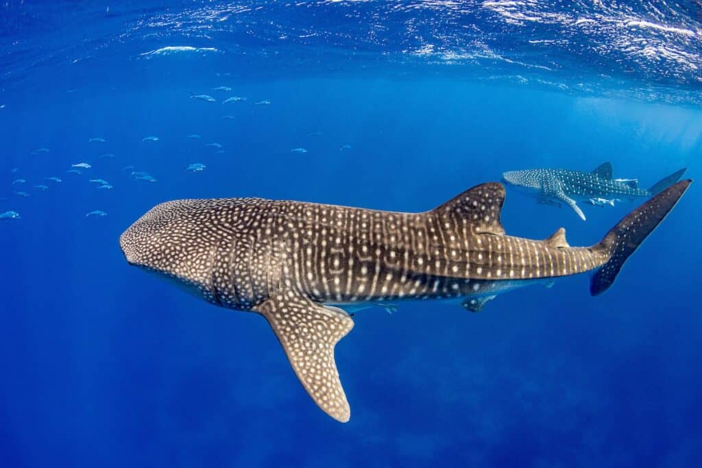 Two whale sharks swimming together in the waters near the Galápagos Islands, a rare sight typically seen on specialized scuba trips to Darwin and Wolf Islands.