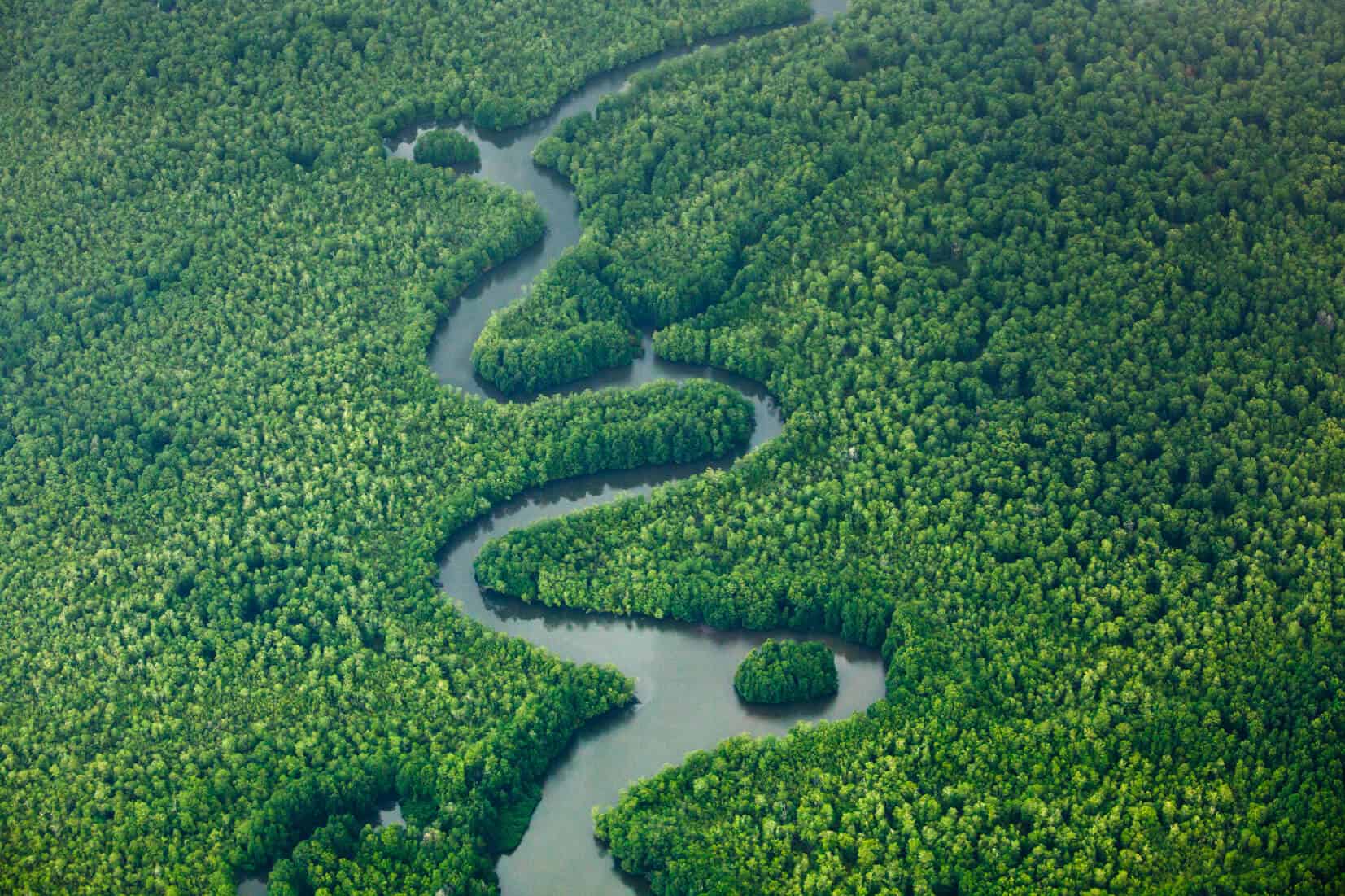 Osa Peninsula rainforest