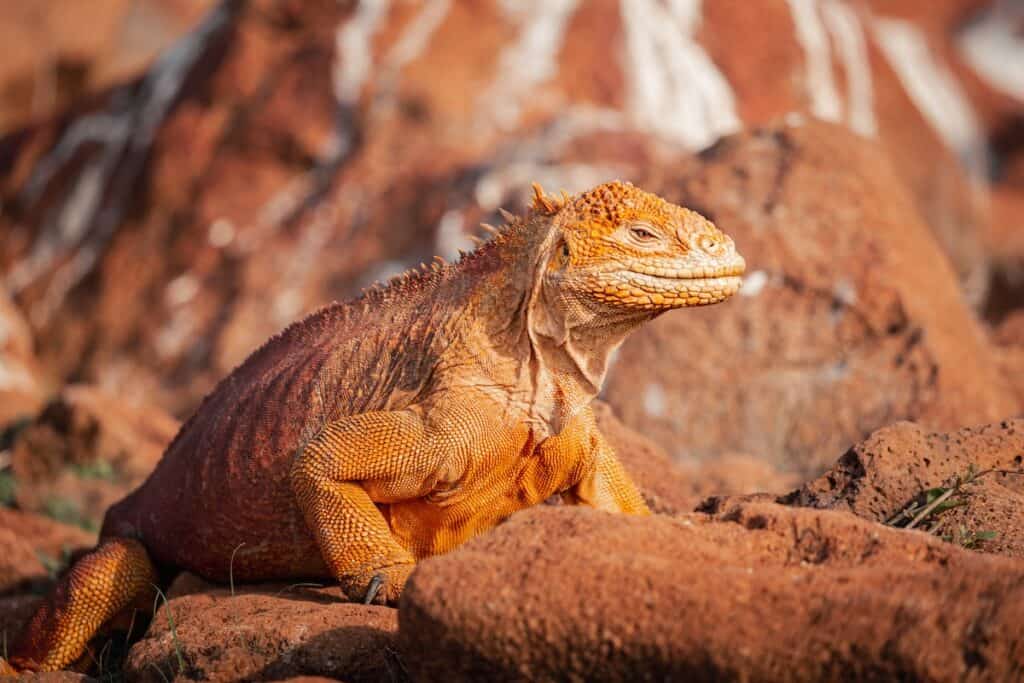 A Galápagos land iguana resting on reddish volcanic rocks, showing its bright orange and yellow scales.
