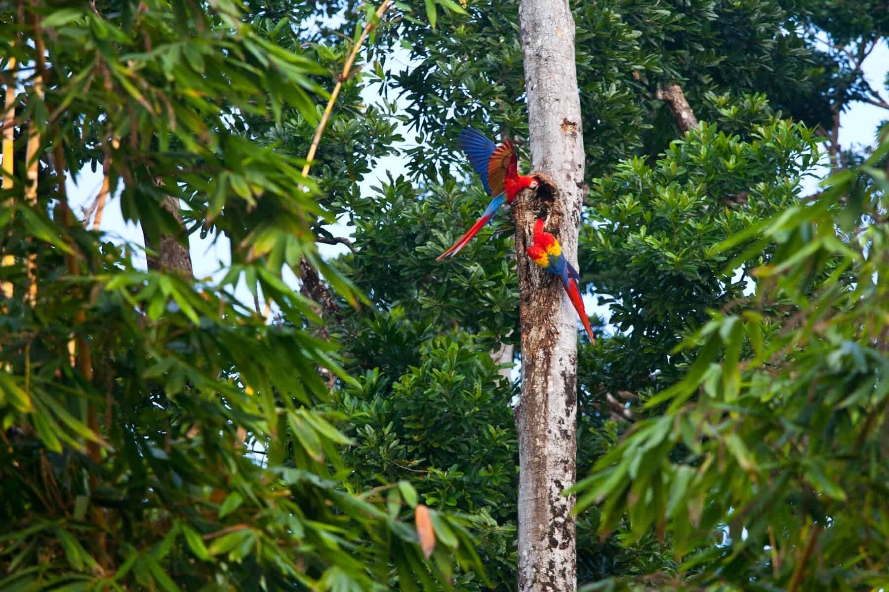 scarlet macaws in costa rica
