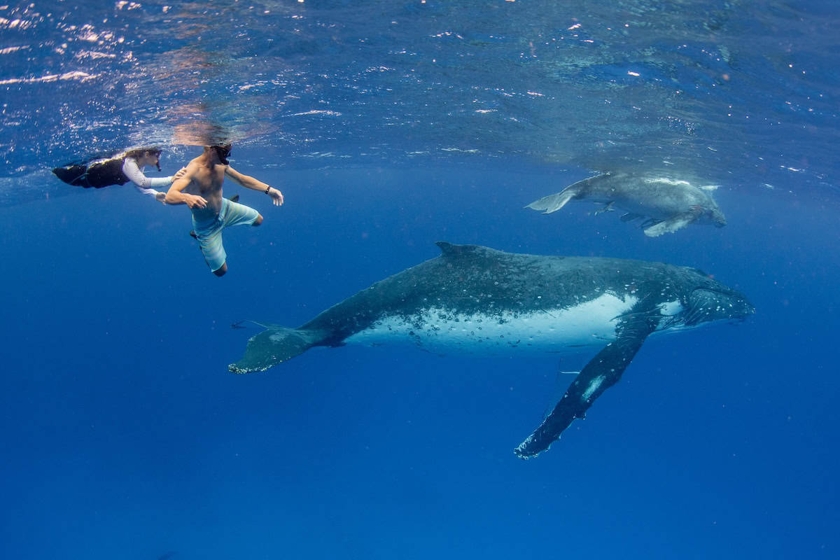 Snorkelers swim with humpback whale mother and calf