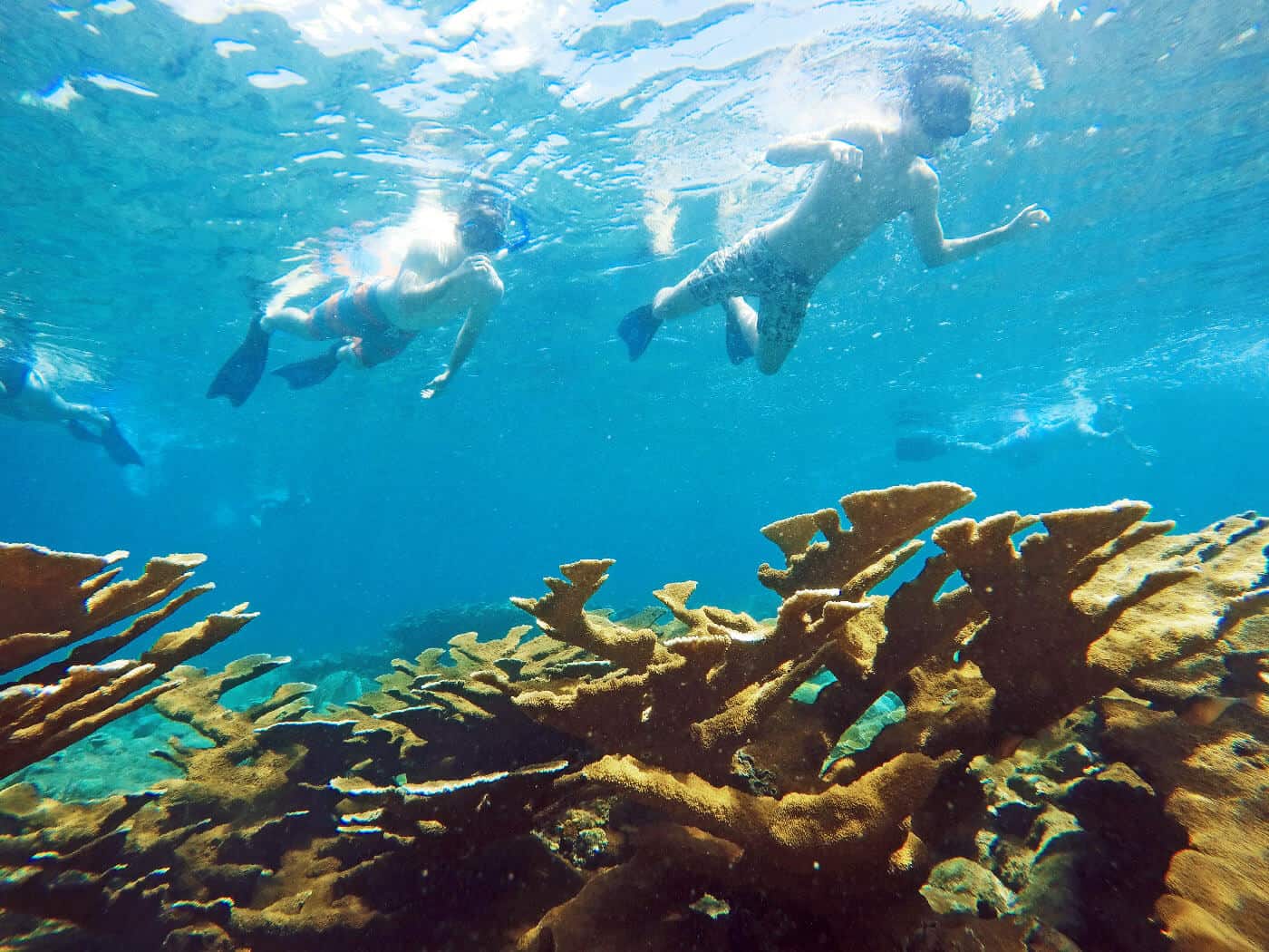 coral reef and volunteers in puerto rico