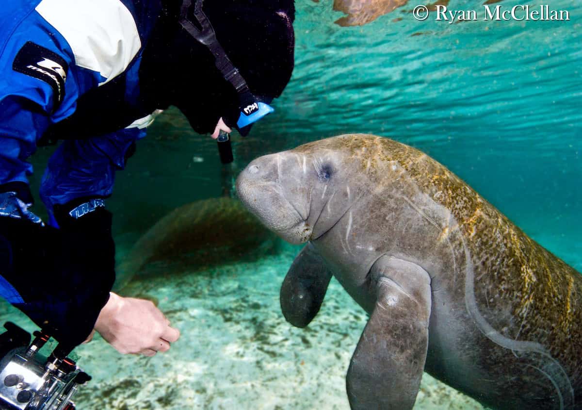 snorkeler next to small manatee in clear waters