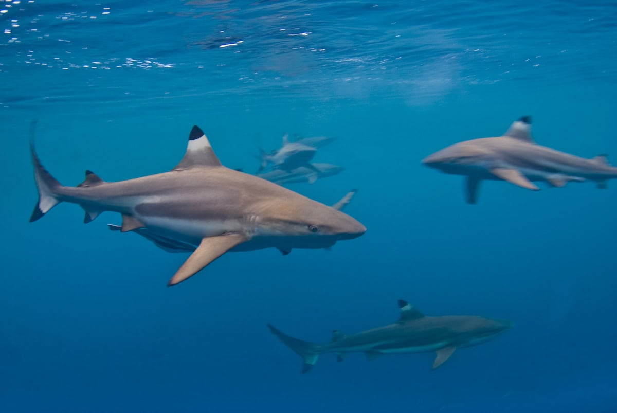 Blacktip sharks swimming in Palau