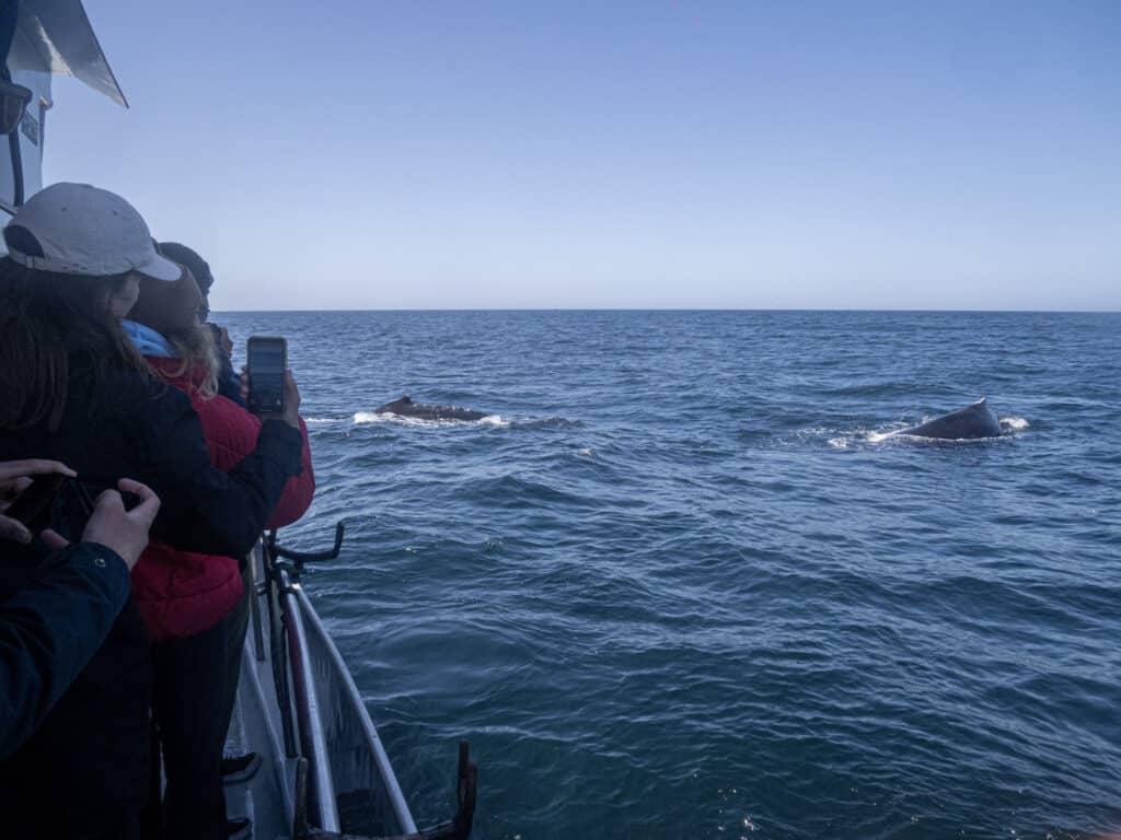 people watch as whales surface in Farallons