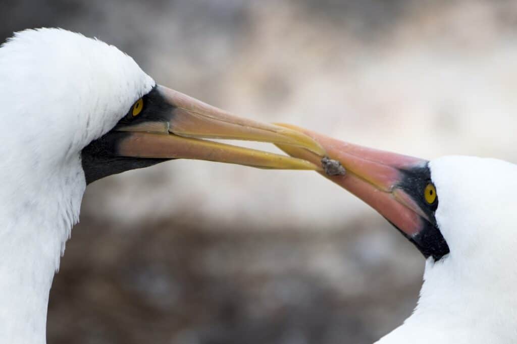 Two Nazca Masked Boobies facing each other closely, their beaks nearly touching, showing detailed facial features and markings.